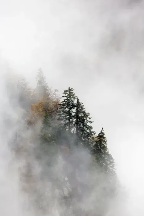 Framed Print : Pine trees in their landscape emerging from the clouds and mist, Ballons des Vosges Framed Print : Pine trees in their landscape emerging from the clouds and mist, Ballons des Vosges