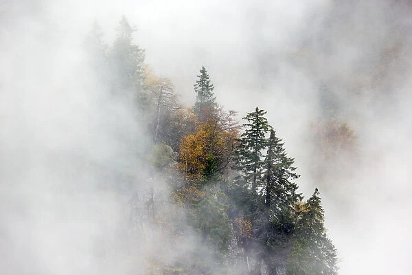 Pine trees in mist, Ballons des Vosges Regional Natural Park, Vosges, France, October 2014