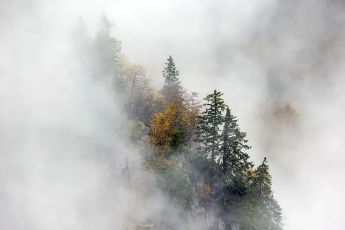 Framed Print : Pine trees in mist, Ballons des Vosges Regional Natural Park, Vosges, France, October 2014 Framed Print : Pine trees in mist, Ballons des Vosges Regional Natural Park, Vosges, France, October 2014