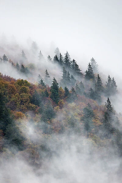 Pine trees in misty landscape, Ballons des Vosges Regional Natural Park, Vosges Mountains, France, October 2014