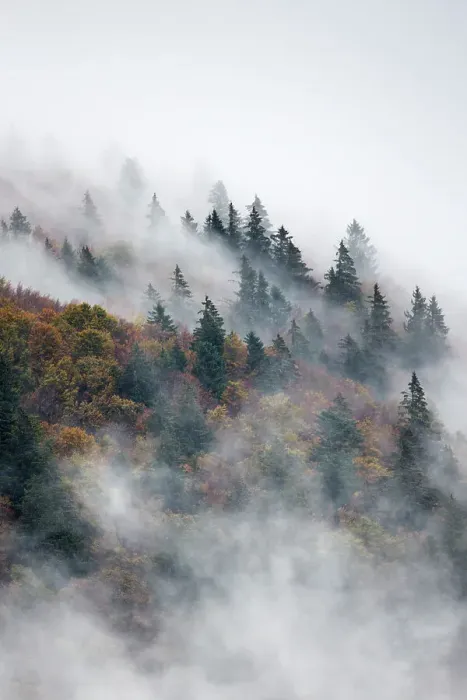 Framed Print : Pine trees in misty landscape, Ballons des Vosges Regional Natural Park, Vosges Mountains, France, October 2014 Framed Print : Pine trees in misty landscape, Ballons des Vosges Regional Natural Park, Vosges Mountains, France, October 2014