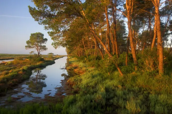 Framed Print : Pine trees at sunrise in delta, Karavasta Lagoons National Park, Albania, June 2009 Framed Print : Pine trees at sunrise in delta, Karavasta Lagoons National Park, Albania, June 2009