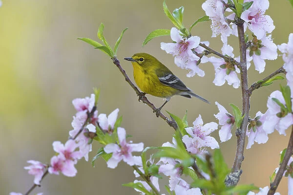 Pine warbler (Dendroica pinus) male perched in blossoming Peach (Prunus persica) tree