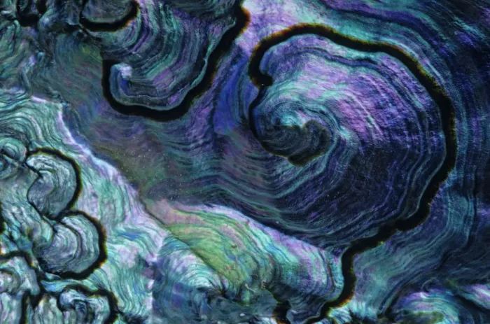 Framed Print : Pink abalone (Haliotis corrugata) shell detail, Guadalupe Island Biosphere Reserve Framed Print : Pink abalone (Haliotis corrugata) shell detail, Guadalupe Island Biosphere Reserve