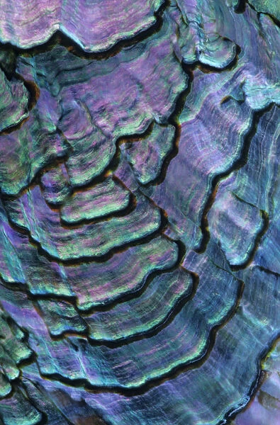 Pink abalone (Haliotis corrugata) shell detail, Guadalupe Island Biosphere Reserve