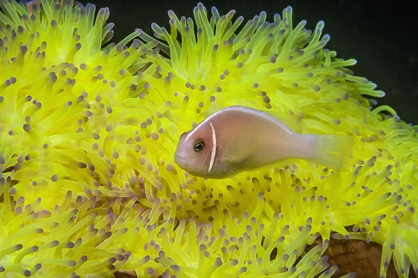 Pink anemonefish (Amphiprion perideraion) with host anemone (Heteractis magnifica)