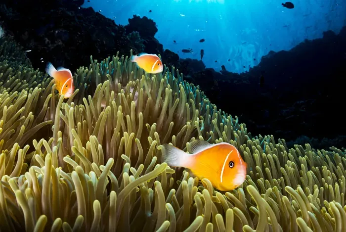 Framed Print : Pink anemonefish (Amphiprion perideraion) living in symbiotic association with Framed Print : Pink anemonefish (Amphiprion perideraion) living in symbiotic association with