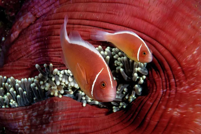 Framed Print : Pink anemonefish (Amphiprion perideraion) pair, living in a Magnificent sea anemone (Heteractis magnifica) on a coral reef, Siladen Island, North Sulawesi, Indonesia