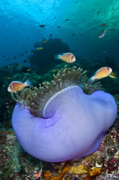 Framed Print : Pink anemonefish (Amphiprion perideraion) in a purple Magnificent sea anemone (Heteractis Framed Print : Pink anemonefish (Amphiprion perideraion) in a purple Magnificent sea anemone (Heteractis