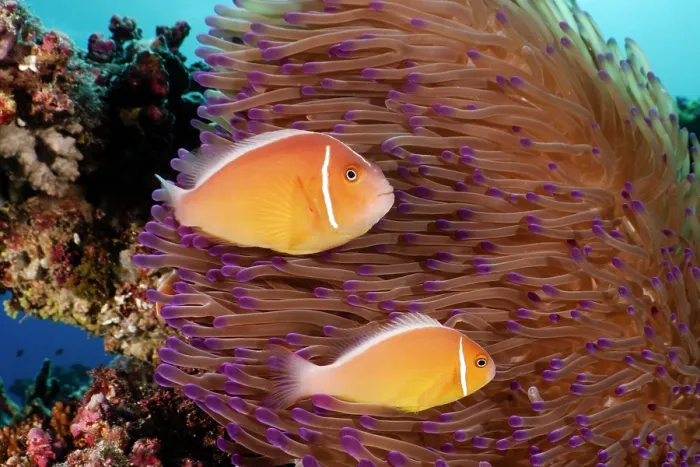 Framed Print : Two Pink anenomefish (Amphiprion perideraion) swimming along coral reef, Great Barrier Reef, Australia Framed Print : Two Pink anenomefish (Amphiprion perideraion) swimming along coral reef, Great Barrier Reef, Australia