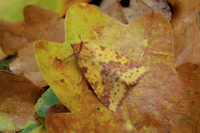 Framed Print : Pink-barred sallow (Xanthia togata) camouflaged on dried leaf, Lough Neagh Discovery Centre, County Armagh, Northern Ireland, UK. October Framed Print : Pink-barred sallow (Xanthia togata) camouflaged on dried leaf, Lough Neagh Discovery Centre, County Armagh, Northern Ireland, UK. October