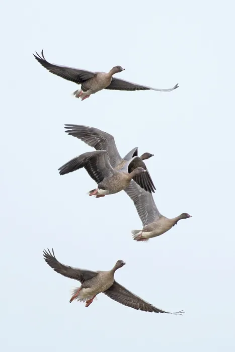 Framed Print : Five Pink-footed geese (Anser brachyrhynchus) in flight, Norfolk, England, UK. October Framed Print : Five Pink-footed geese (Anser brachyrhynchus) in flight, Norfolk, England, UK. October