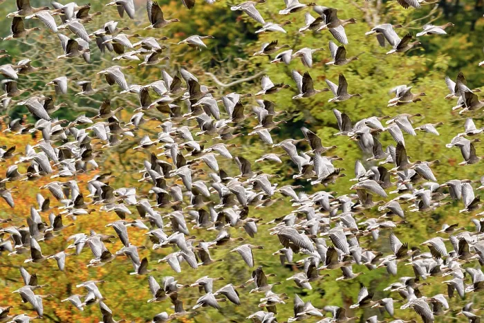 Framed Print : Pink footed geese (Anser brachyrhynchus) flock taking flight Framed Print : Pink footed geese (Anser brachyrhynchus) flock taking flight
