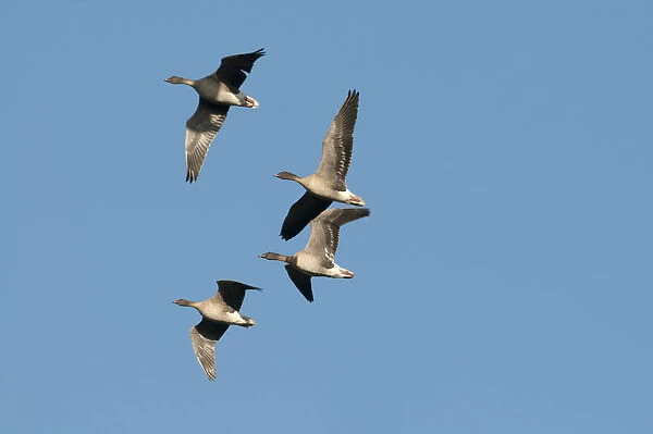 Pink-footed geese (Anser brachyrynchus) in flight, Norfolk, UK, January