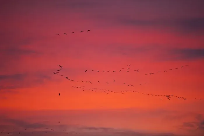 Framed Print : Pink-footed geese (Anser brachyrynchus) flocks in flight leaving overnight roost at dawn Framed Print : Pink-footed geese (Anser brachyrynchus) flocks in flight leaving overnight roost at dawn