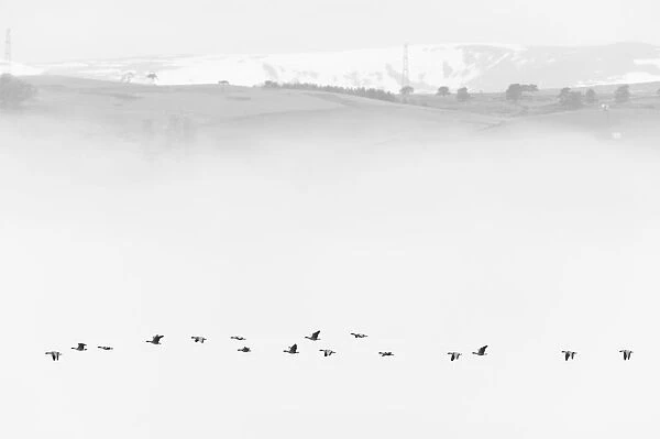 Pink-footed goose (Anser brachyrhynchus) flock flying in mist, Cromarty Firth, Highlands, Scotland, UK April