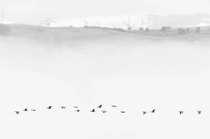 Framed Print : Pink-footed goose (Anser brachyrhynchus) flock flying in mist, Cromarty Firth, Highlands, Scotland, UK April Framed Print : Pink-footed goose (Anser brachyrhynchus) flock flying in mist, Cromarty Firth, Highlands, Scotland, UK April