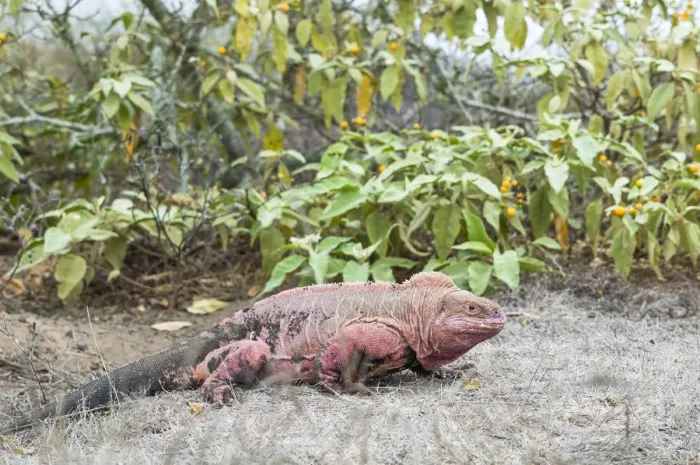 Framed Print : Pink iguana (Conolophus marthae), Wolf Volcano, Isabela Island, Galapagos Framed Print : Pink iguana (Conolophus marthae), Wolf Volcano, Isabela Island, Galapagos