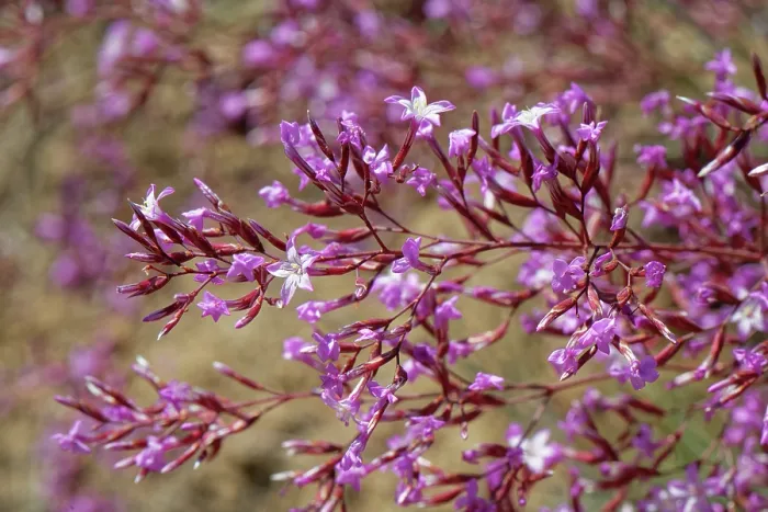 Framed Print : Pink immortelle (Limonium insigne) in flower, Cabo de Gata-Nijar Natural Park, Almeria, Spain. March Framed Print : Pink immortelle (Limonium insigne) in flower, Cabo de Gata-Nijar Natural Park, Almeria, Spain. March