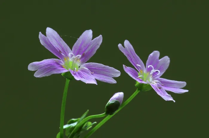 Framed Print : Pink purslane (Claytonia sibirica) flowers in bloom, Dorset, England, UK. May. Studio shot Framed Print : Pink purslane (Claytonia sibirica) flowers in bloom, Dorset, England, UK. May. Studio shot