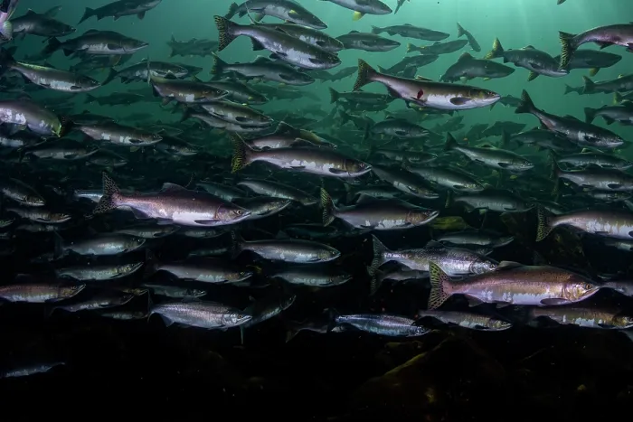 Framed Print : Pink salmon (Oncorhynchus gorbuscha) huge shoal migrating up the Campbell River, Vancouver Island, British Columbia, Canada Framed Print : Pink salmon (Oncorhynchus gorbuscha) huge shoal migrating up the Campbell River, Vancouver Island, British Columbia, Canada