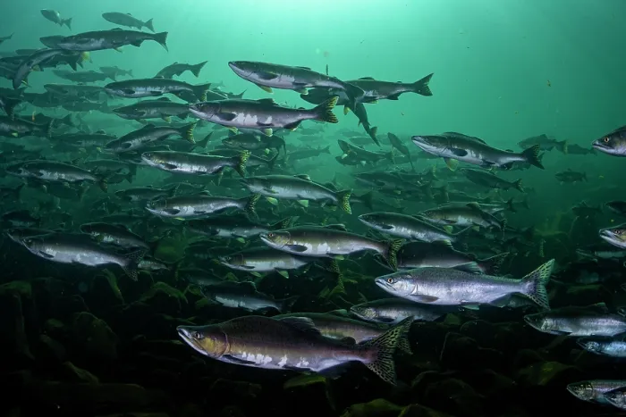 Framed Print : Pink salmon (Oncorhynchus gorbuscha) huge shoal migrating up the Campbell River, Vancouver Island, British Columbia, Canada