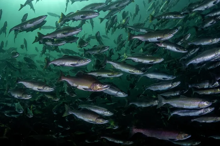 Framed Print : Pink salmon (Oncorhynchus gorbuscha) huge shoal migrating up the Campbell River, Vancouver Island, British Columbia, Canada Framed Print : Pink salmon (Oncorhynchus gorbuscha) huge shoal migrating up the Campbell River, Vancouver Island, British Columbia, Canada