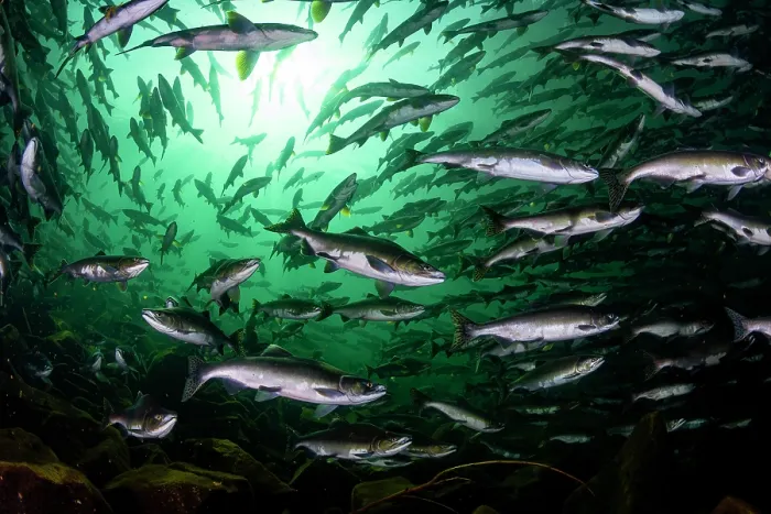 Framed Print : Pink salmon (Oncorhynchus gorbuscha) huge shoal migrating up the Campbell River, Vancouver Island, British Columbia, Canada Framed Print : Pink salmon (Oncorhynchus gorbuscha) huge shoal migrating up the Campbell River, Vancouver Island, British Columbia, Canada
