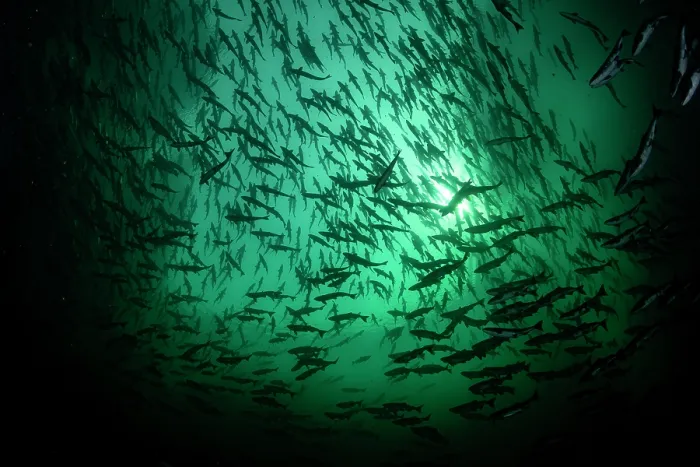 Framed Print : Pink salmon (Oncorhynchus gorbuscha) huge shoal migrating up the Campbell River silhouetted in sunlight, Vancouver Island, British Columbia, Canada Framed Print : Pink salmon (Oncorhynchus gorbuscha) huge shoal migrating up the Campbell River silhouetted in sunlight, Vancouver Island, British Columbia, Canada