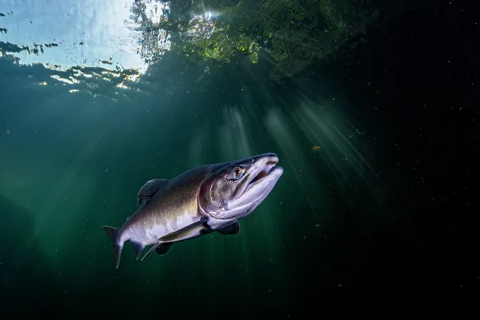 Framed Print : Pink salmon (Oncorhynchus gorbuscha) migrating up the Campbell River, Vancouver Island, British Columbia, Canada Framed Print : Pink salmon (Oncorhynchus gorbuscha) migrating up the Campbell River, Vancouver Island, British Columbia, Canada