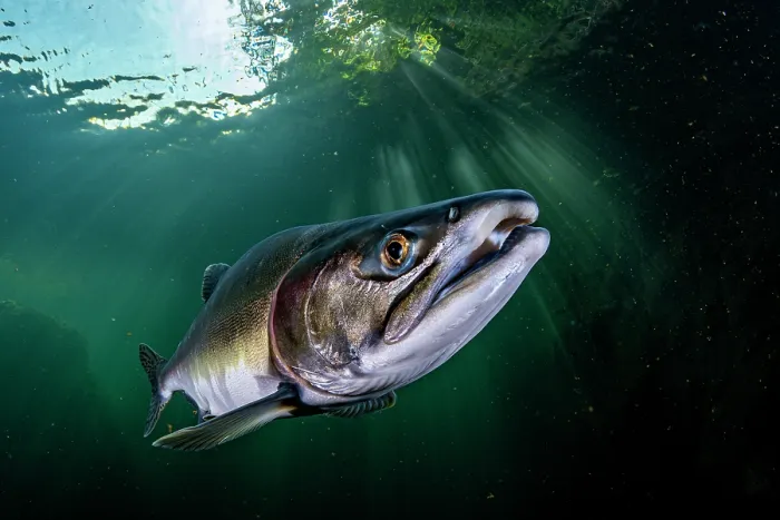 Framed Print : Pink salmon (Oncorhynchus gorbuscha) migrating up the Campbell River, Vancouver Island, British Columbia, Canada Framed Print : Pink salmon (Oncorhynchus gorbuscha) migrating up the Campbell River, Vancouver Island, British Columbia, Canada