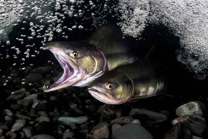 Framed Print : Pink salmon (Oncorhynchus gorbuscha) pair, coming together in preparation for spawning, beneath a waterfall, Hokkaido, Japan