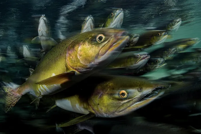 Framed Print : Pink salmon (Oncorhynchus gorbuscha) school migrating up river, Vancouver Island, Canada