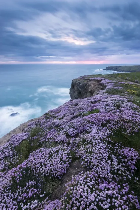 Framed Print : Pink thrift (Armeria maritima) flowering on cliff top, Bedruthan Steps, near Newquay Framed Print : Pink thrift (Armeria maritima) flowering on cliff top, Bedruthan Steps, near Newquay