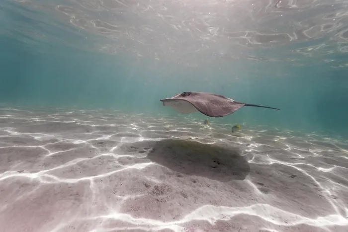 Framed Print : Pink whipray (Himantura fai) swimming over sandy seabed in clear waters in the late afternoon sun, Moorea, French Polynesia, Pacific Ocean Framed Print : Pink whipray (Himantura fai) swimming over sandy seabed in clear waters in the late afternoon sun, Moorea, French Polynesia, Pacific Ocean