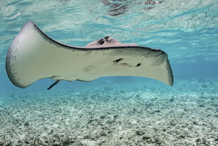 Framed Print : Pink whipray (Pateobatis fai) in shallow water, Moorea, French Polynesia, Pacific Ocean Framed Print : Pink whipray (Pateobatis fai) in shallow water, Moorea, French Polynesia, Pacific Ocean