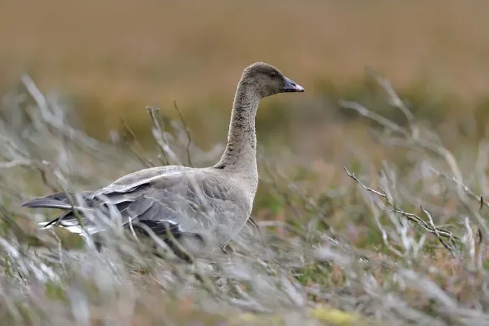 Framed Print : Pinkfooted goose (Anser brachyrhynchus) on burnt heather moorland, Berwickshire, Scottish Borders, Scotland, UK. October