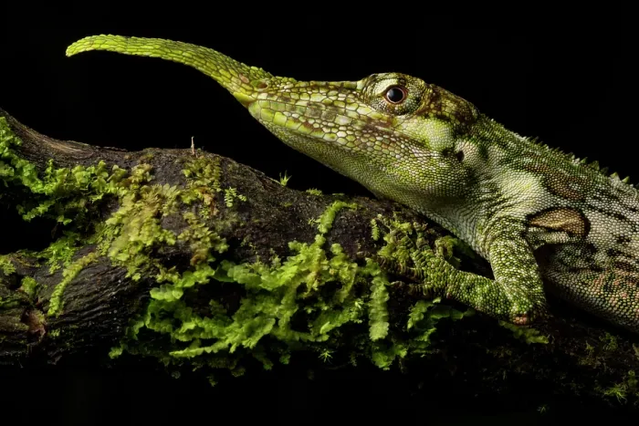 Framed Print : Pinocchio lizard (Anolis proboscis) male, resting on moss-covered log, Mindo, Pichincha, Ecuador Framed Print : Pinocchio lizard (Anolis proboscis) male, resting on moss-covered log, Mindo, Pichincha, Ecuador