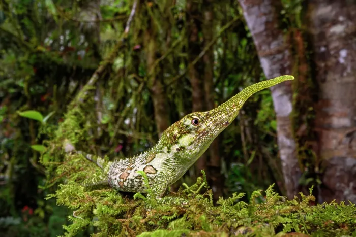 Framed Print : Pinocchio lizard (Anolis proboscis) male, camouflaged on moss-covered branch in cloud forest, Mindo area, Paciific slope, Ecuador. Endangered Framed Print : Pinocchio lizard (Anolis proboscis) male, camouflaged on moss-covered branch in cloud forest, Mindo area, Paciific slope, Ecuador. Endangered