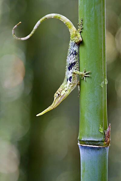 Pinocchio lizard (Anolis proboscis) male on stem, Mindo, Pichincha, Ecuador, Endangered