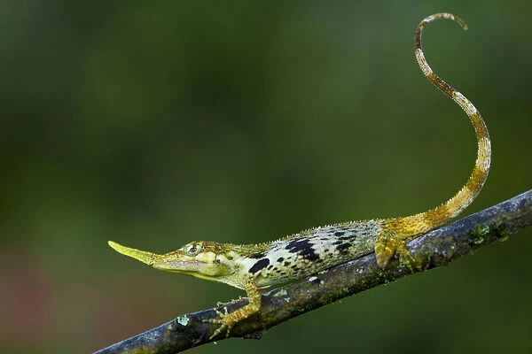 Pinocchio lizard (Anolis proboscis) male on twig, Mindo, Pichincha, Ecuador, January 2013