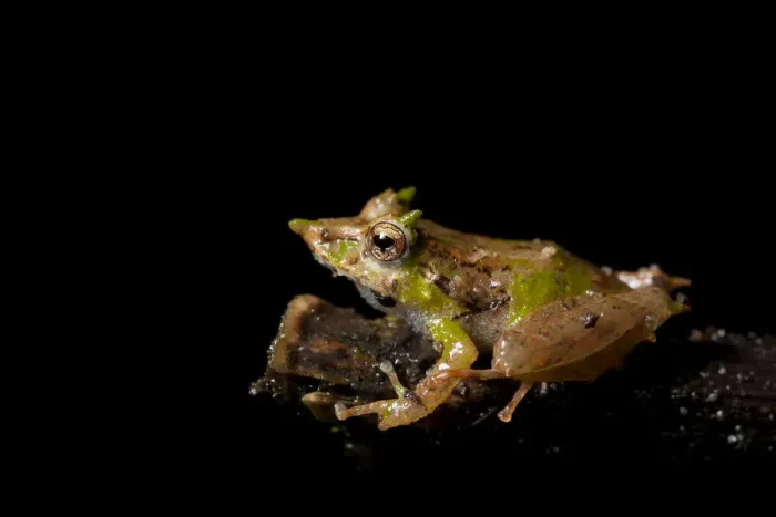 Framed Print : Pinocchio rainfrog (Pristimantis appendiculatus) on a branch. Mindo, Pichincha, Ecuador Framed Print : Pinocchio rainfrog (Pristimantis appendiculatus) on a branch. Mindo, Pichincha, Ecuador