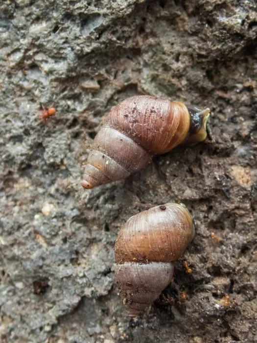 Framed Print : Two Pinzon land snails (Naesiotus pinzonensis) portrait, Pinzon Island, Galapagos Islands Framed Print : Two Pinzon land snails (Naesiotus pinzonensis) portrait, Pinzon Island, Galapagos Islands