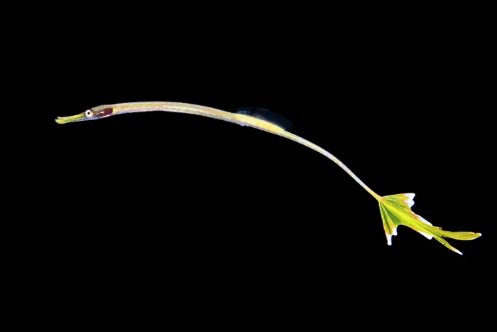 Framed Print : Pipefish (possibly Doryrhamphus sp.) larval stage, drifting in open water at night, Anilao, Batangas marine protected area, Luzon, Philippines, Verde Island Passages Framed Print : Pipefish (possibly Doryrhamphus sp.) larval stage, drifting in open water at night, Anilao, Batangas marine protected area, Luzon, Philippines, Verde Island Passages