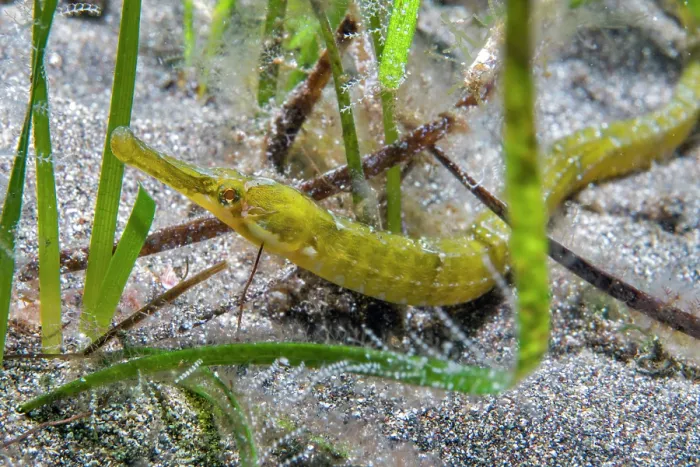 Framed Print : Pipefish (Syngnathus acus) camouflaged in a Seagrass (Cymodocea nodosa) meadow, Tenerife, Canary Islands, Atlantic Ocean Framed Print : Pipefish (Syngnathus acus) camouflaged in a Seagrass (Cymodocea nodosa) meadow, Tenerife, Canary Islands, Atlantic Ocean