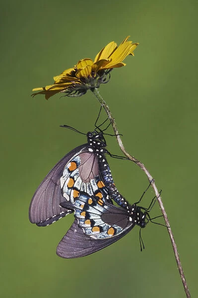 Pipevine Swallowtail Butterfly (Battus philenor) pair mating. Sinton, Corpus Christi