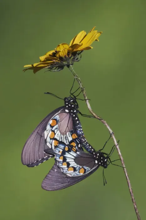 Framed Print : Pipevine Swallowtail Butterfly (Battus philenor) pair mating. Sinton, Corpus Christi Framed Print : Pipevine Swallowtail Butterfly (Battus philenor) pair mating. Sinton, Corpus Christi