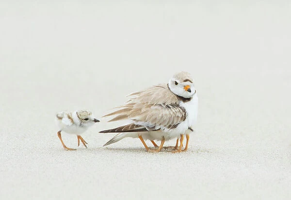 Piping Plover (Charadrius melodus) brooding three chicks with a fourth approaching