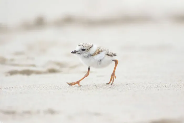 Framed Print : Piping Plover (Charadrius melodus), chick running along a beach, Massachusetts coast, USA. June Framed Print : Piping Plover (Charadrius melodus), chick running along a beach, Massachusetts coast, USA. June