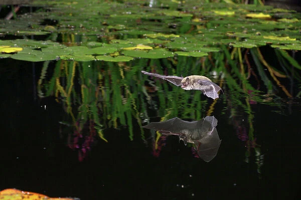 Pipistrelle bat (Pipistrellus pipistrellus) flying low over water. Surrey, England, August